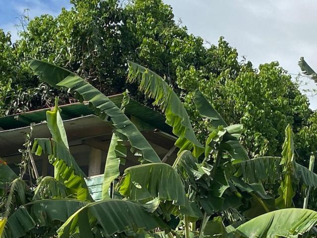 Gites Titanse, La Cabane Dans L Arbre Cadet  Esterno foto